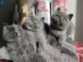 Ayıcık suratlı peluş yavrularımız