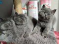 Ayıcık suratlı peluş yavrularımız