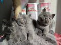 Ayıcık suratlı peluş yavrularımız