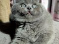 Ayıcık suratlı peluş yavrularımız
