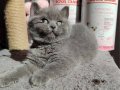 Ayıcık suratlı peluş yavrularımız