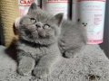 Ayıcık suratlı peluş yavrularımız