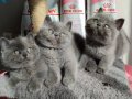 Ayıcık suratlı peluş yavrularımız