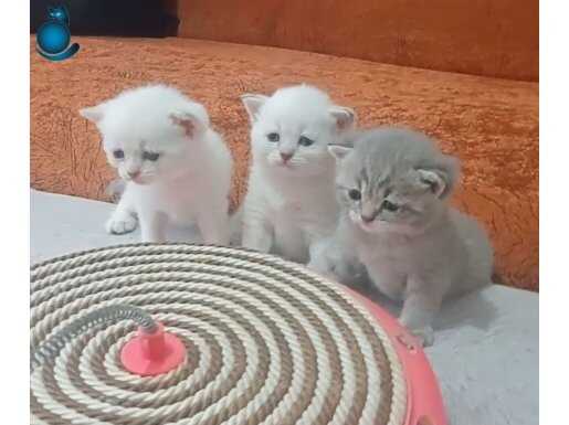Safkan Son Bir Adet Yavrum Kaldı Ev Ortamında Büyüyorlar 