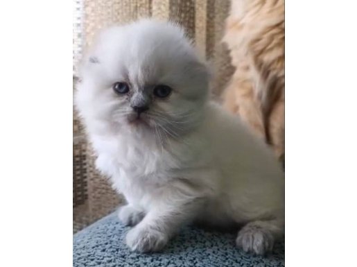 Pamuk Dokulu Mavi Gözlü Scottish Fold Longhair Blue Point