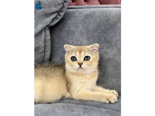 BLACK GOLDEN NY25 SAFKAN KİZİMİZ YENİ AİLESİNİ ARIYOR 