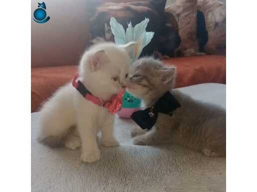 Son Yavru Kacirmayin Maviş Gözlü silver Point 