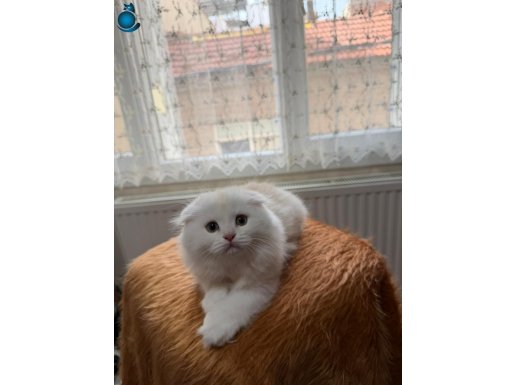 SCOTTİSH FLOD LONGHAİR OYUNCU SEVECEN