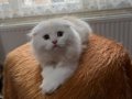 SCOTTİSH FLOD LONGHAİR OYUNCU SEVECEN