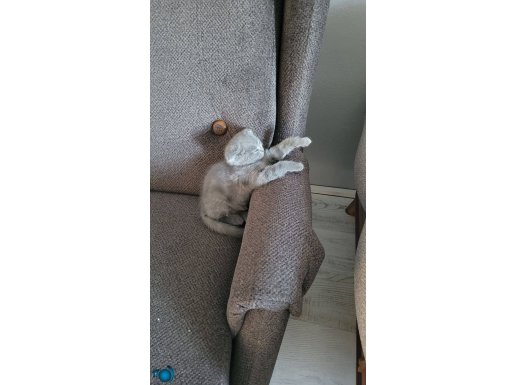 Dişi yavru british shorthair