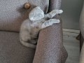 Dişi yavru british shorthair