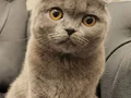 Ücretsiz Dişi Scottish Fold Yeni Yuvasını Arıyor