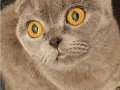 Ücretsiz Dişi Scottish Fold Yeni Yuvasını Arıyor