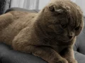 Ücretsiz Dişi Scottish Fold Yeni Yuvasını Arıyor