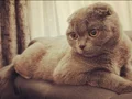 Ücretsiz Dişi Scottish Fold Yeni Yuvasını Arıyor