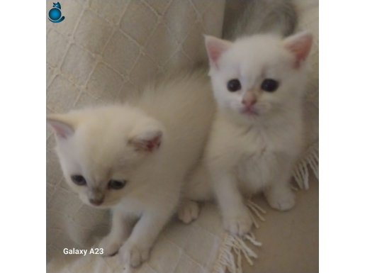 MİNİK GÜZELLİKLER YENİ SAHİBİNİ ARIYOR