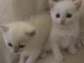 MİNİK GÜZELLİKLER YENİ SAHİBİNİ ARIYOR