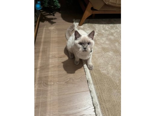British shorthair bluepoint kedimiz 8 aylık ve kısır