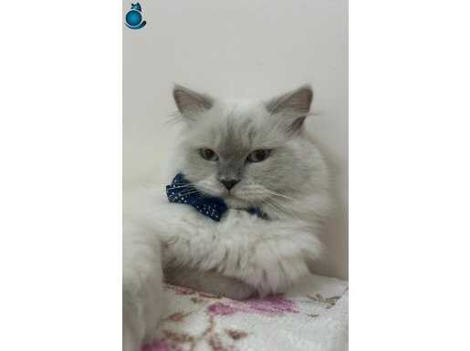 British bluepoint longhair ücretsiz