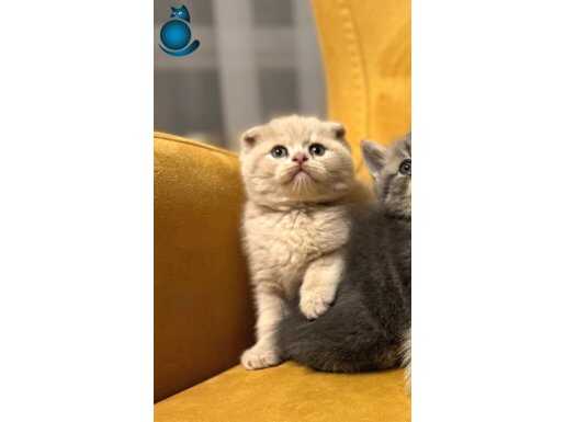 Erkek 2 aylık scottish fold