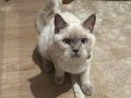 British shorthair bluepoint kedimiz 8 aylık ve kısır
