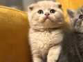 Erkek 2 aylık scottish fold