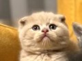 2 aylık scottish fold erkek