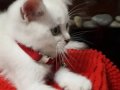 Saf Kan 2 Yaşına Girdi Acil Malzemeli Sahiplendirme