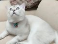 Saf Kan 2 Yaşına Girdi Acil Malzemeli Sahiplendirme