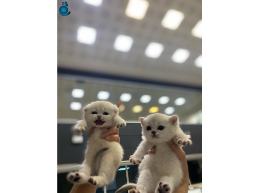 BRTİSH GOLDEN BABADAN SAFKAN CİNS YAVRU KEDİ