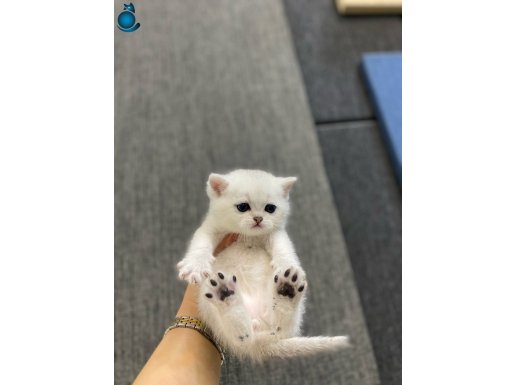 BRİTİSH BABADAN BEYAZ MAVİ GÖZLÜ YAVRU CİNS KEDİLER