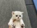 BRİTİSH BABADAN BEYAZ MAVİ GÖZLÜ YAVRU CİNS KEDİLER