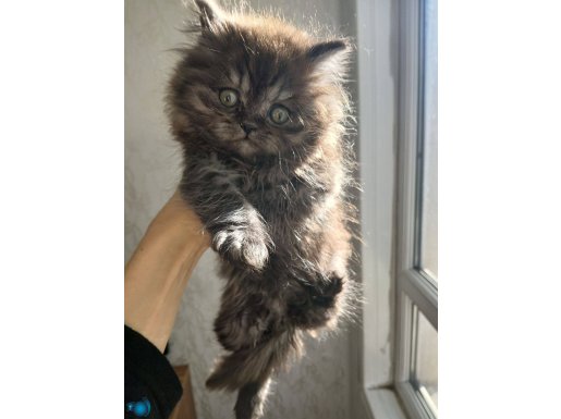  british shorthair silver çikolata bicolor yavrular