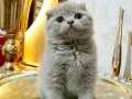 Scottish fold lilac ve beyaz yavrularımız 