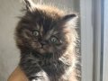  british shorthair silver çikolata bicolor yavrular