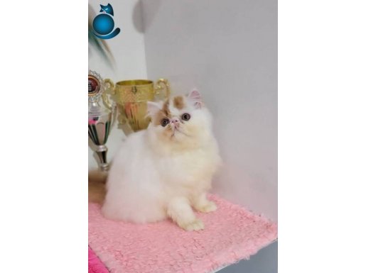 Cfa secere yetiskin disi erkek