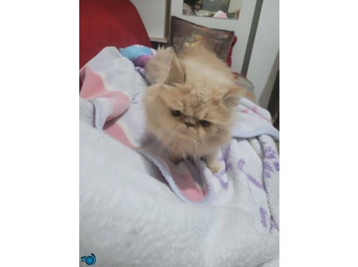 Show kalite black van egzotic