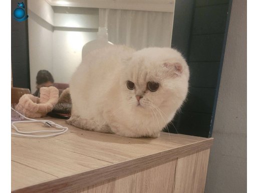 Gümüş Patili Scottish Fold: Uysal ve Sevgi Dolu Yeni Arkadaşınız