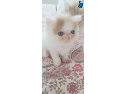 Show kalite egzotic bebekler