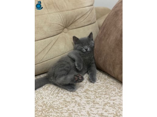 Safkan British Yavru Kedi