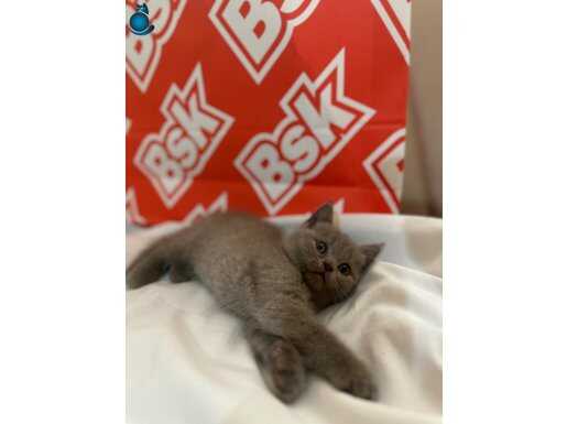 Lilac british shorthair dişi ve erkek yavrular