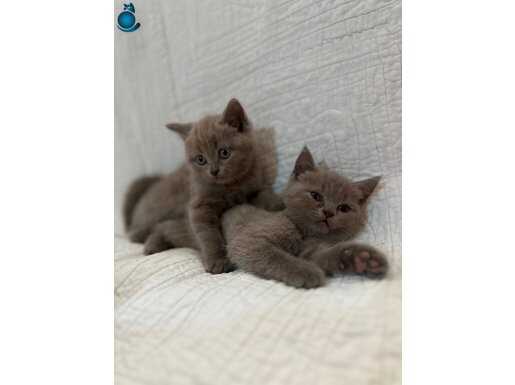 Safkan nadir renk british short hair 