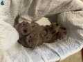 Safkan scotis fold british shorthair top kafalar