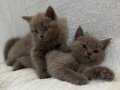 Safkan nadir renk british short hair 