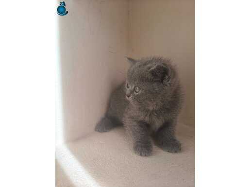 40 günlük yavrularımız yeni yuvalarını arıyor