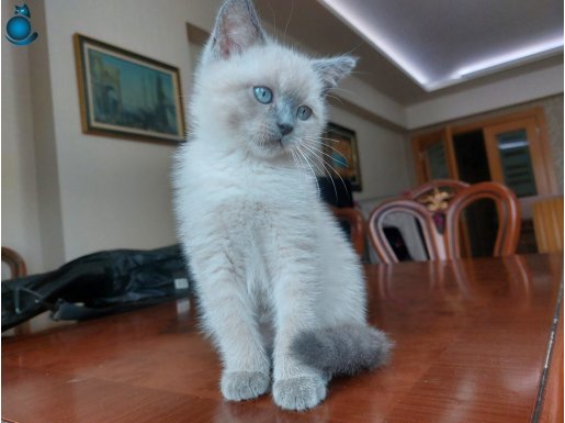 Brithsh bleupoint erkek yavru kedi. Sahiplendirmek istiyoruz