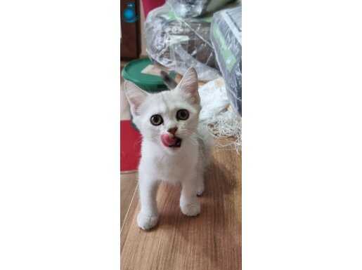 Yavru ve yetişkin sahiplendirme