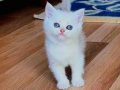 Kahve benekli oğlum