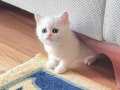 Kahve benekli oğlum