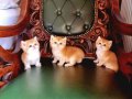 Golden show